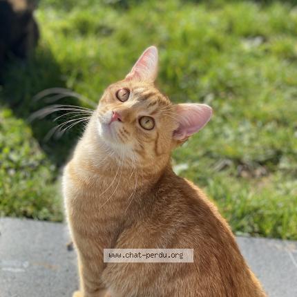 Photo de chat perdu à Nersac