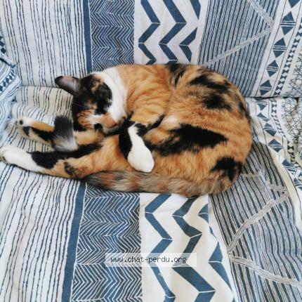 Photo de chat perdu à Blagnac