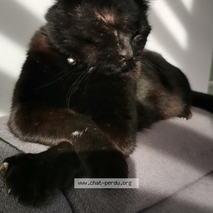 Photo 1/1 Chat retrouvé Perdu à Bethune