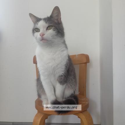 Photo 1/1 Chat retrouvé Perdu à Lille