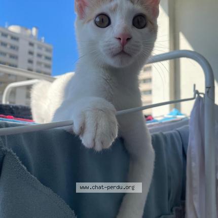 Photo de chat perdu à Paris