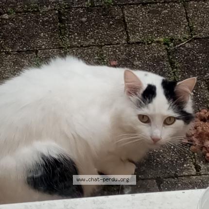 Photo de chat trouvé à Pessac