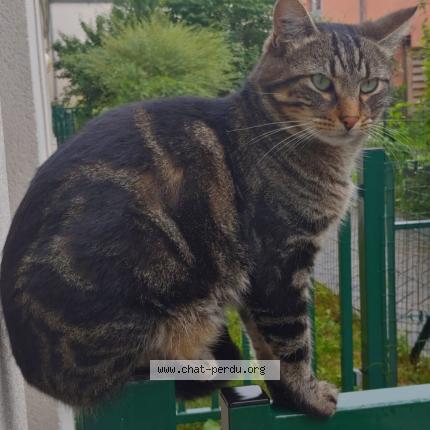 Photo 1/1 Chat retrouvé Perdu à Saint Denis