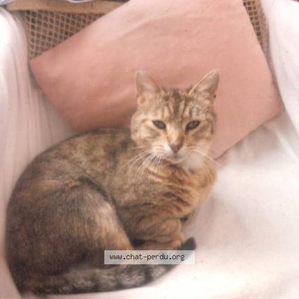 Photo de chat perdu à Le Havre