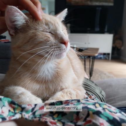 Photo 1/1 Simba Chat perdu à Bernieres sur mer