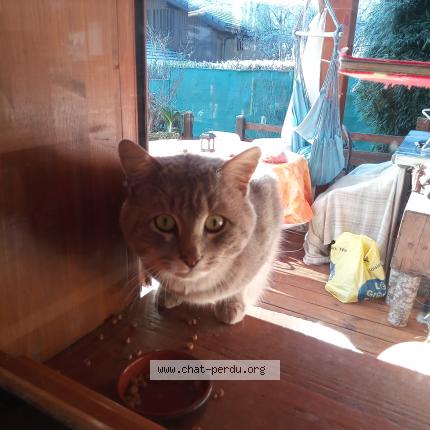 Photo de chat trouvé à Samoens