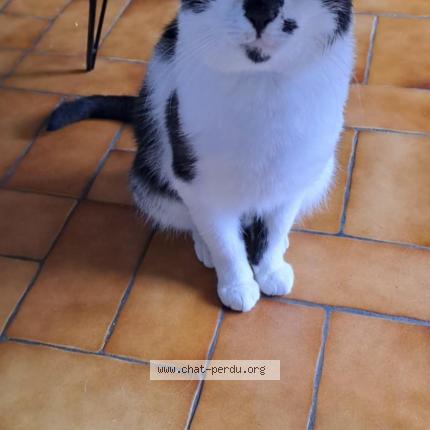 Photo 1/1 Chat retrouvé Perdu à Froberville