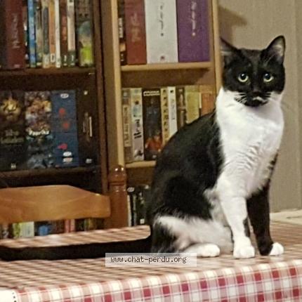 Photo de chat perdu à Vichy