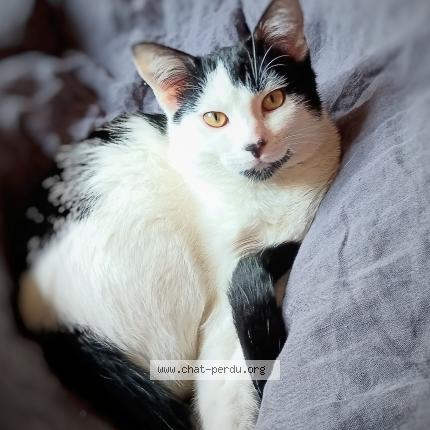 Photo 1/1 Chat retrouvé Perdu à Paris