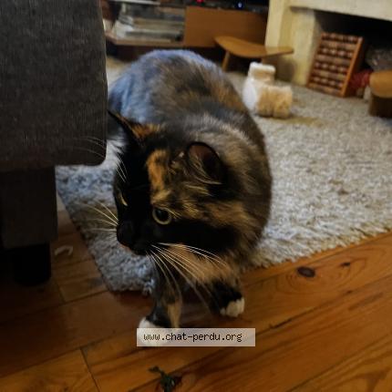 Photo de chat perdu à Bordeaux