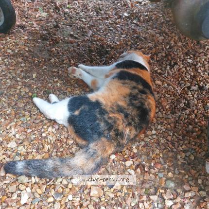 Photo de chat trouvé à Senonches