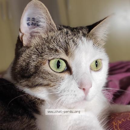 Photo 1/1 Mona Chat perdu à Tours