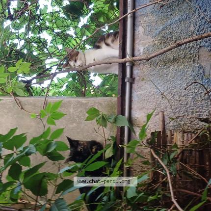 Photo de chat perdu à Marseille