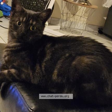 Photo de chat perdu à Change