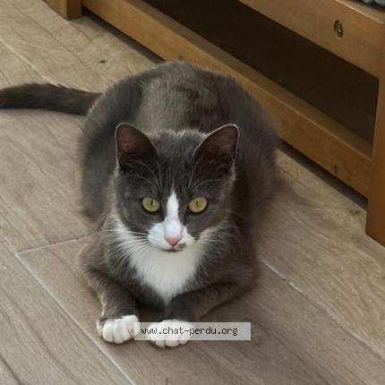 Photo 1/1 Chat retrouvé Perdu à Mazieres en mauges