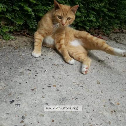 Photo 1/1 Chat retrouvé Perdu à Savigny Le Temple