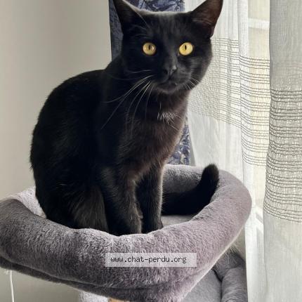 Photo de chat perdu à Villiers Sur Marne