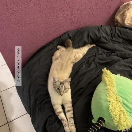 Photo de chat perdu à Chavanod