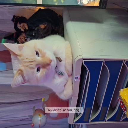 Photo 1/1 Chat retrouvé Perdu à Hyeres