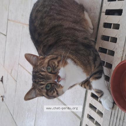Photo 1/1 Chat retrouvé Trouvé à Avrille