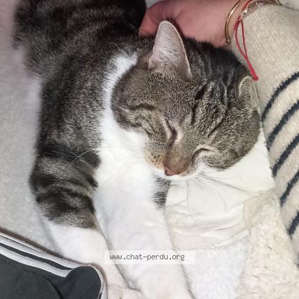Photo 1/1 Chat retrouvé Perdu à 59200 Tourcoing