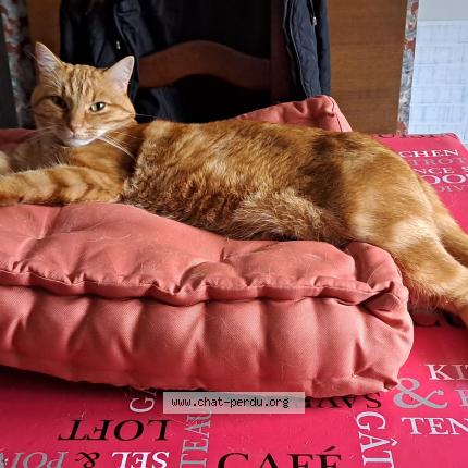 Photo 1/1 Chat retrouvé Perdu à Gouy En Artois