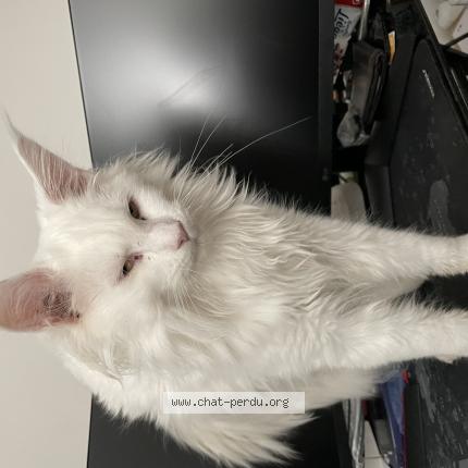 Photo 1/1 Chat retrouvé Perdu à Ramonville St Agne