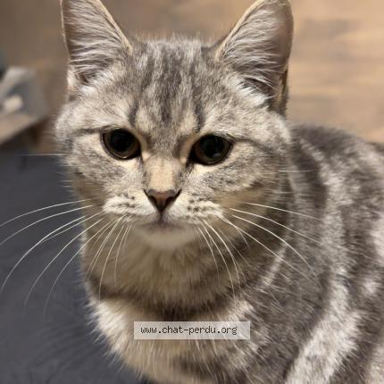 Photo 1/1 Chat retrouvé Perdu à Venissieux