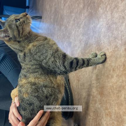 Photo de chat trouvé à Bordeaux