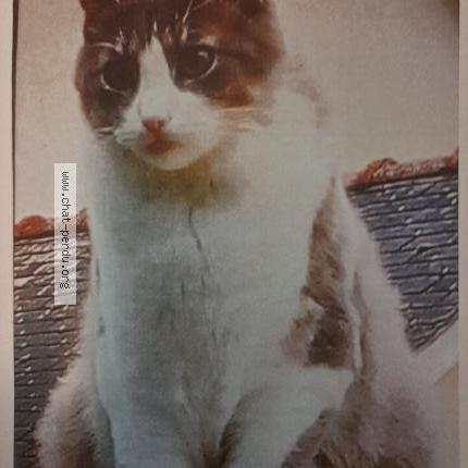 Photo 1/1 Chat retrouvé Perdu à Nantes