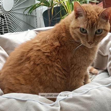 Photo 1/1 Garfield Chat perdu à Castemaurou