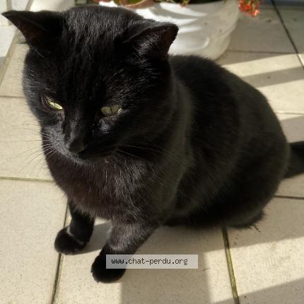 Photo de chat perdu à Lamballe