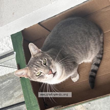 Photo de chat perdu à Castanet Tolosan