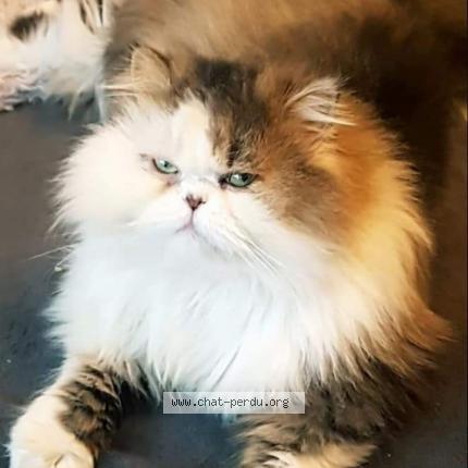 Photo 1/1 Jazz Chat perdu à Prudhomat