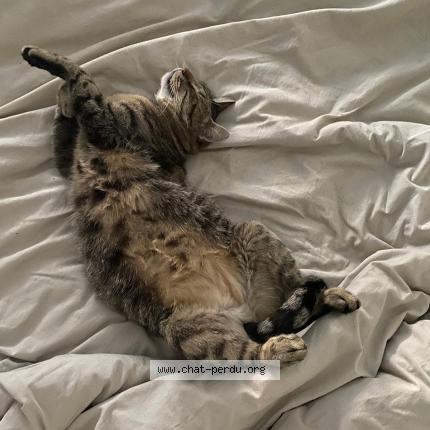 Photo de chat perdu à Rennes