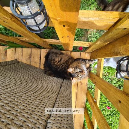 Photo de chat perdu à Lombez