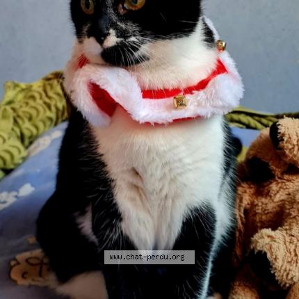 Photo de chat perdu à Armentiere
