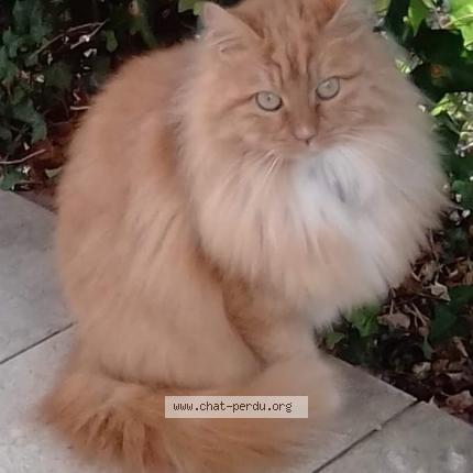 Photo 1/1 Chat retrouvé Perdu à Bayonne