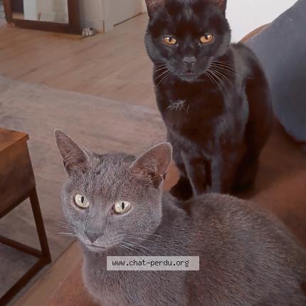 Photo 1/1 Chat retrouvé Perdu à Saint remy sur avre