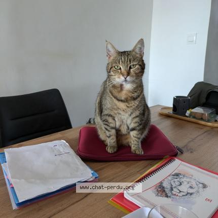 Photo 1/1 Chat retrouvé Perdu à Amiens