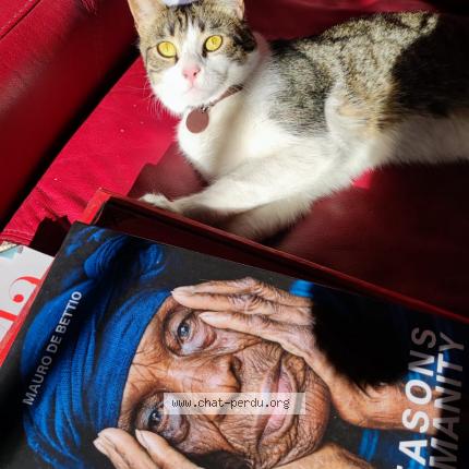Photo 1/1 Chat retrouvé Trouvé à Avignon