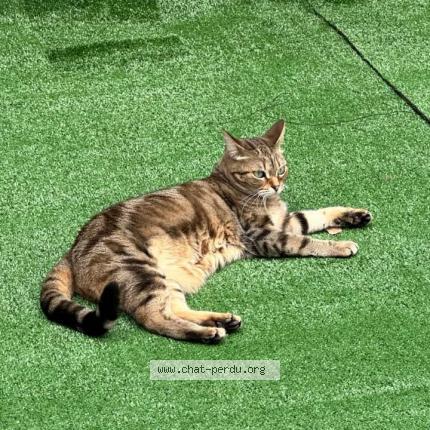 Photo de chat perdu à Parmain