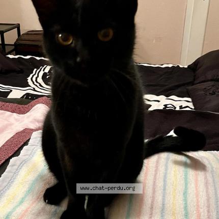 Photo 1/1 Chat retrouvé Perdu à Ernolsheim les saverne