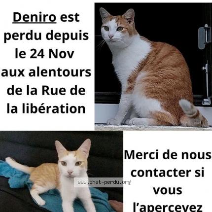 Photo 1/1 Chat retrouvé Perdu à Champagne Sur Seine