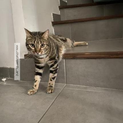 Photo 1/1 Chat retrouvé Perdu à Marseille