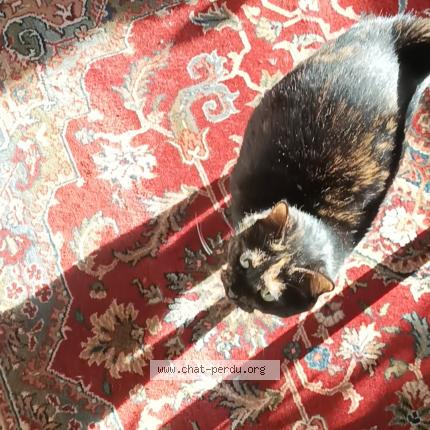 Photo de chat perdu à Nantes