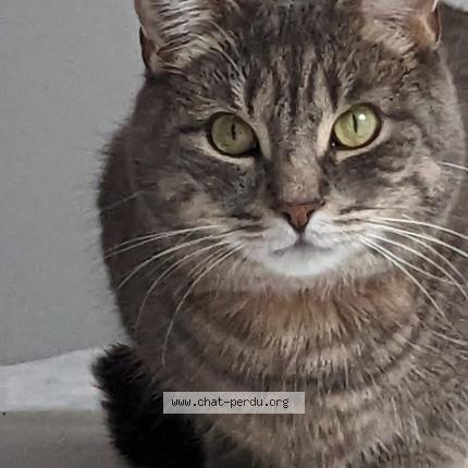 Photo de chat perdu à Charbonnieres Les Bains