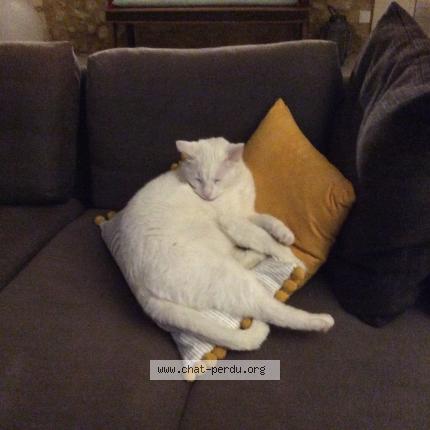 Photo 1/1 Chat retrouvé Perdu à Carignan De Bordeaux