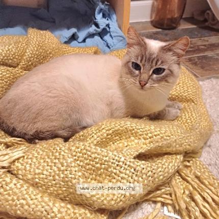 Photo 1/1 Chat retrouvé Trouvé à Plougoumelen