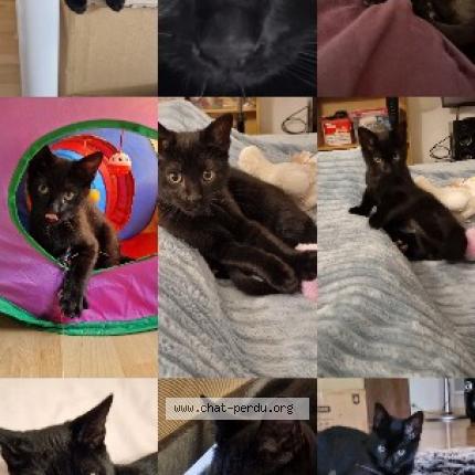 Photo de chat perdu à Lannion